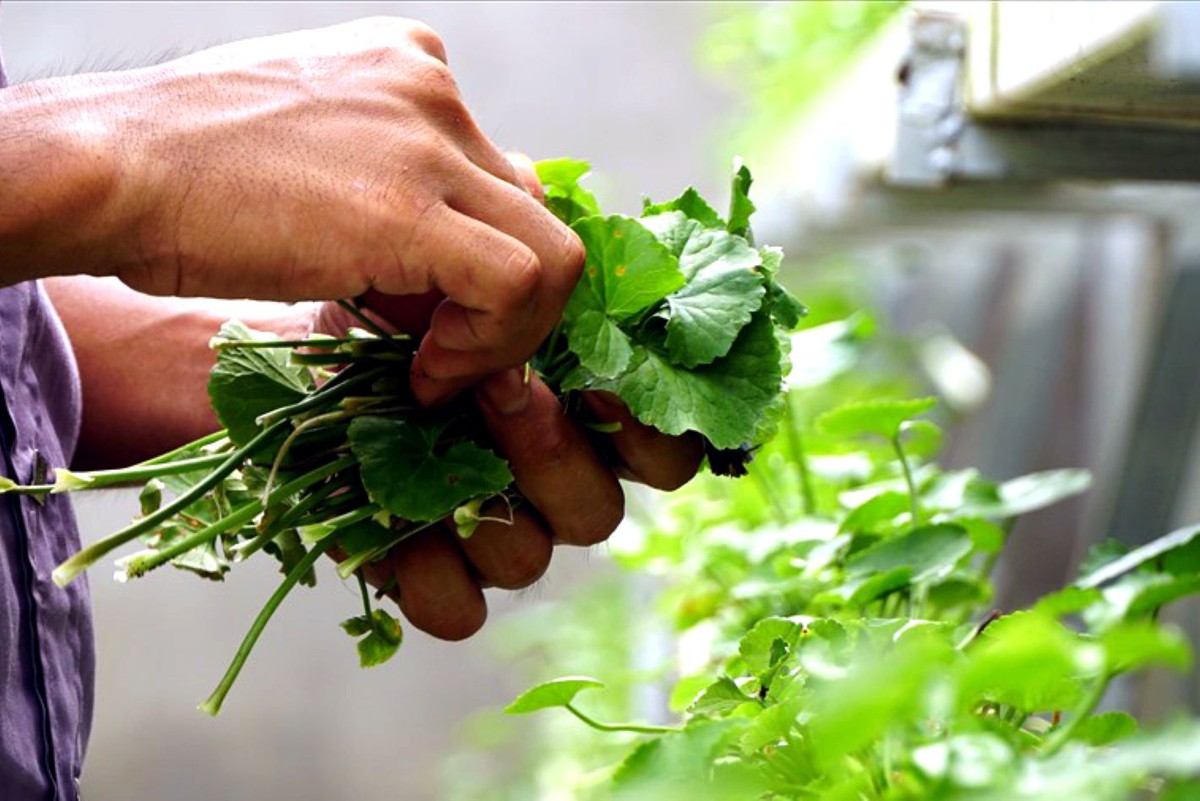 6 loại rau "dễ tính" nhất, nên trồng ngay
