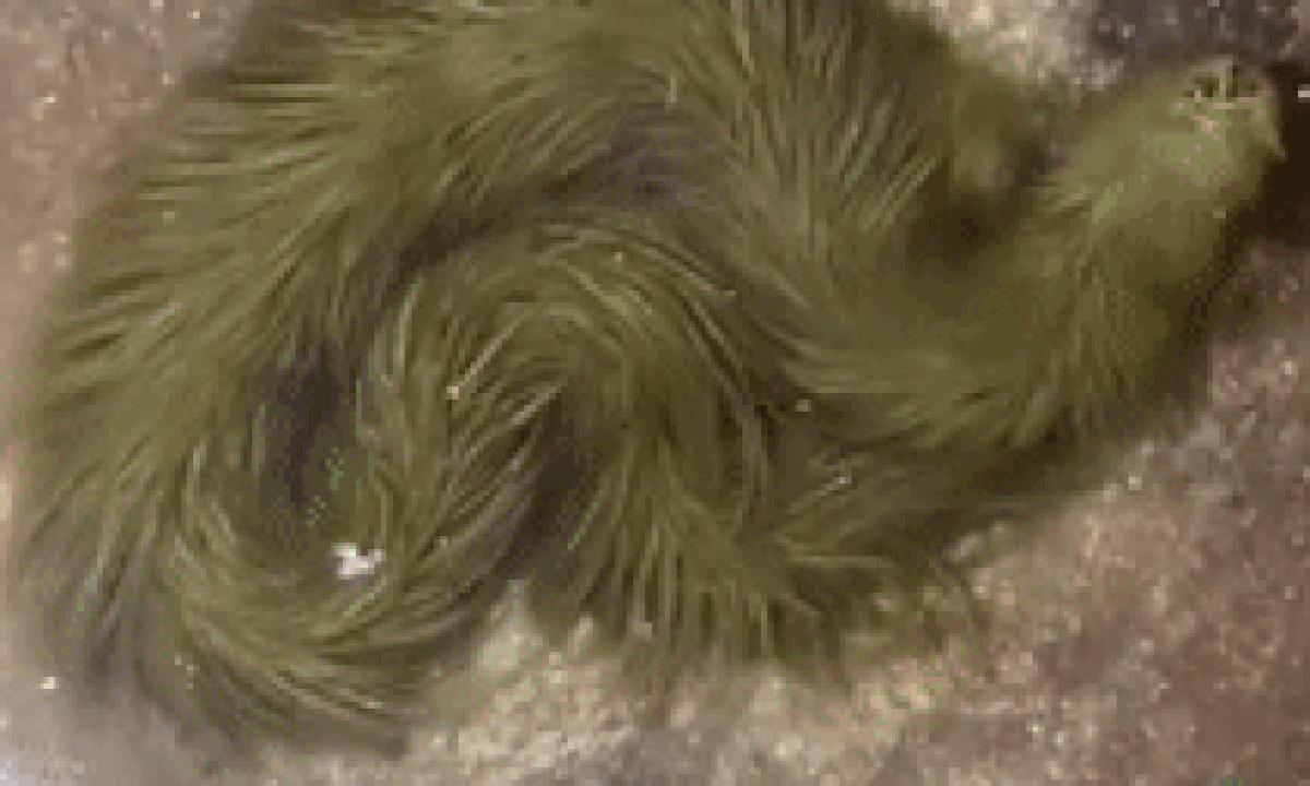 Lộ clip sinh vật lạ phủ kín "lông" xanh rêu bơi mềm như dải lụa dưới nước, chuyên gia lập tức kiểm tra