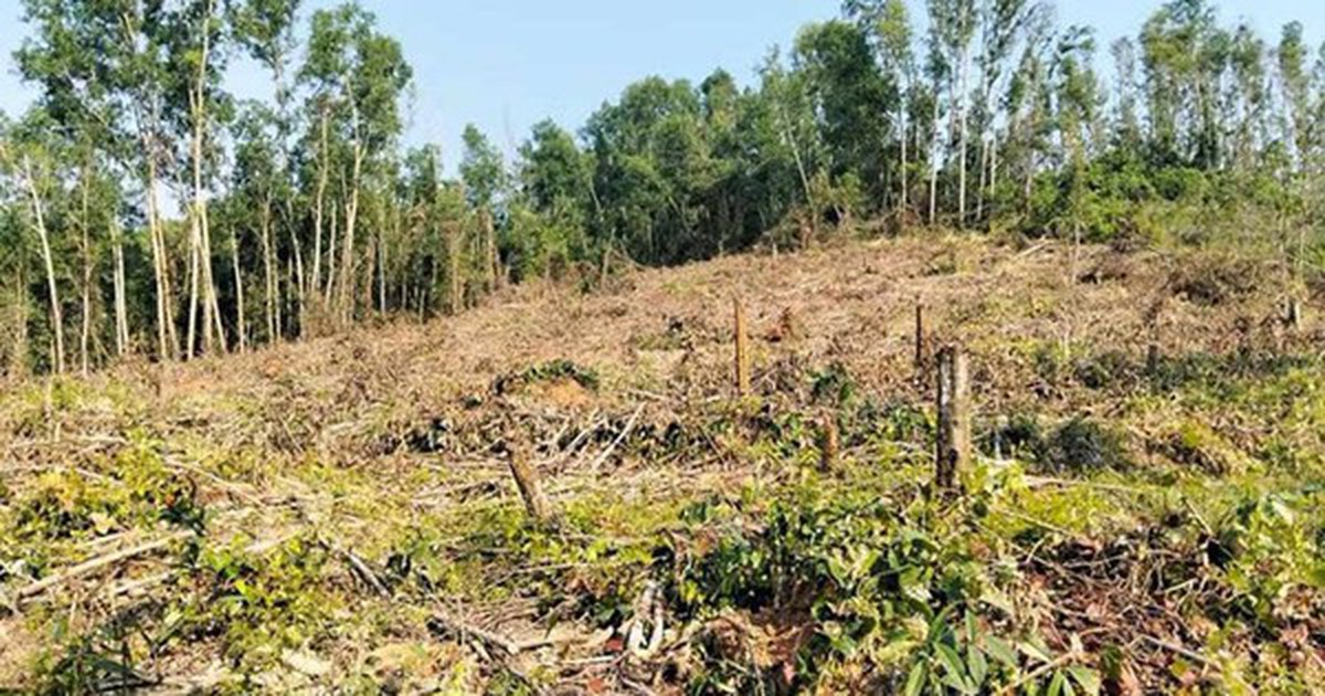 Nguyên giám đốc khai thác rừng trái phép, đơn vị quản lý “quên” báo cáo