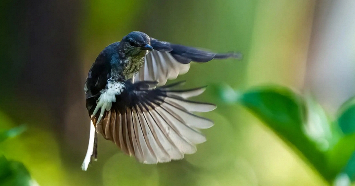 Địa điểm ngắm chim ở Việt Nam lọt top đẹp nhất thế giới