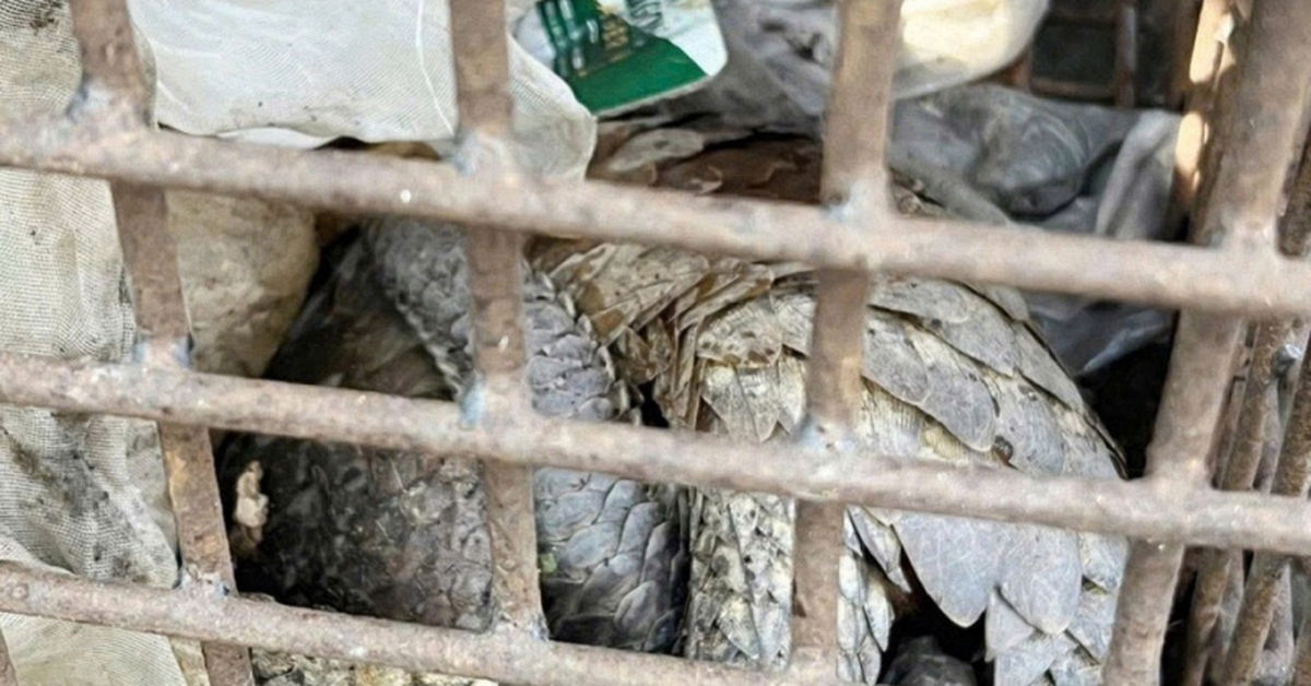 Phát hiện 2 cá thể động vật quý hiếm, có nguy cơ tuyệt chủng nằm trên lề đường ở Quảng Trị