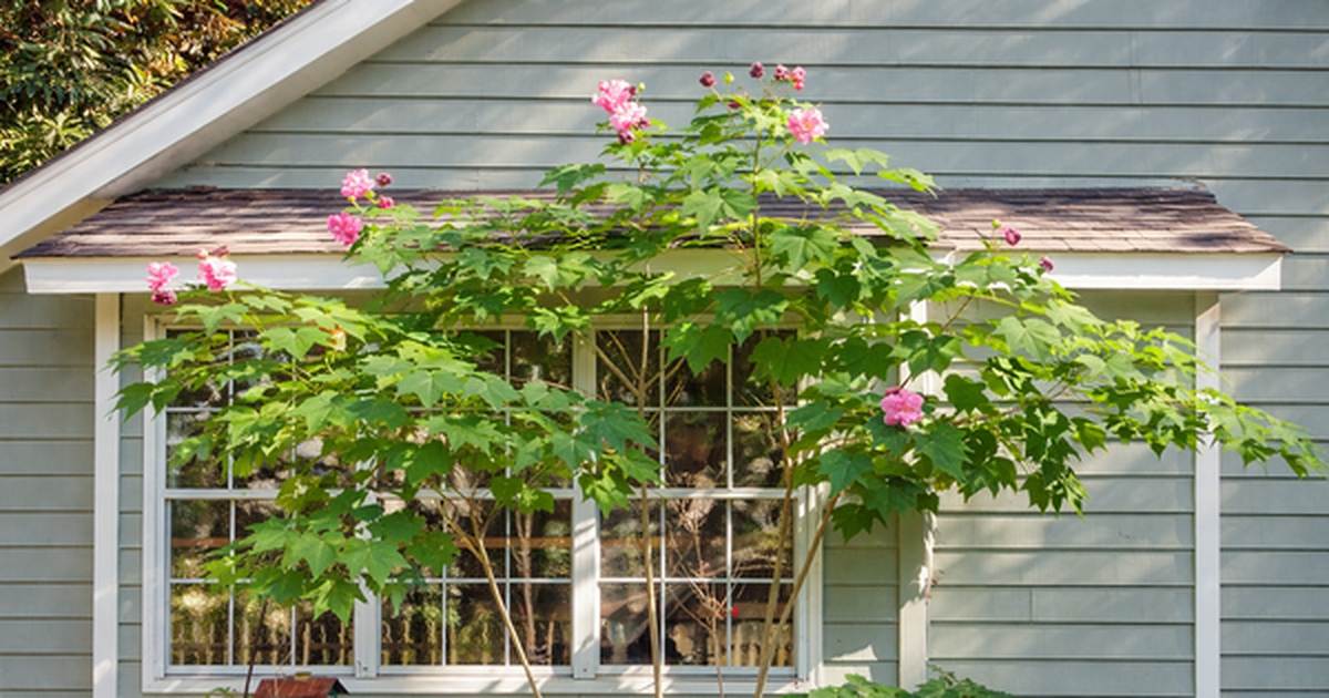 3 loại hoa nên cân nhắc khi trồng trước nhà