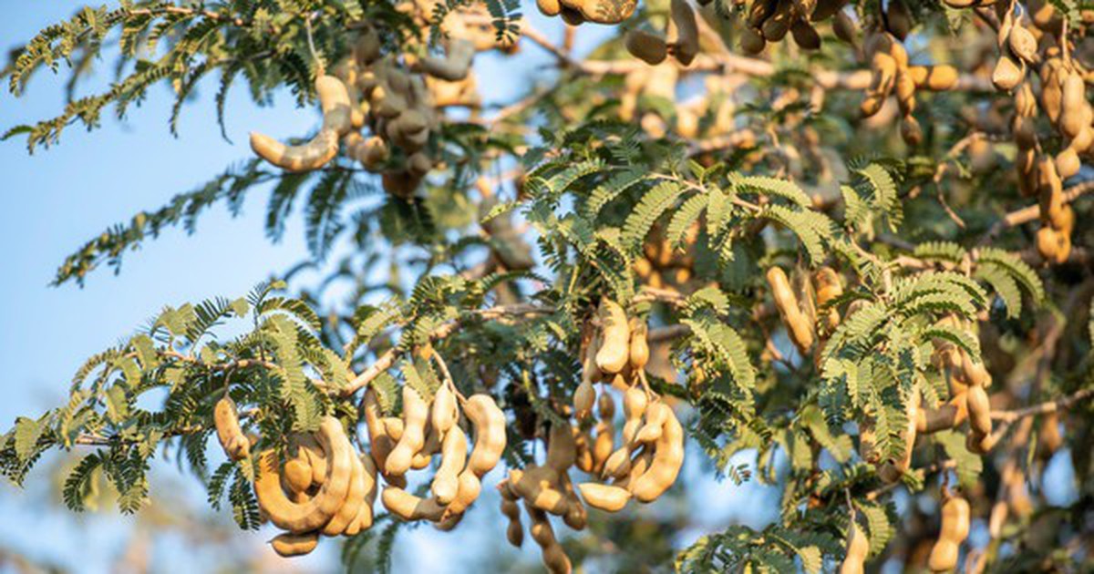 6 loại cây chớ nên trồng trước cửa nhà