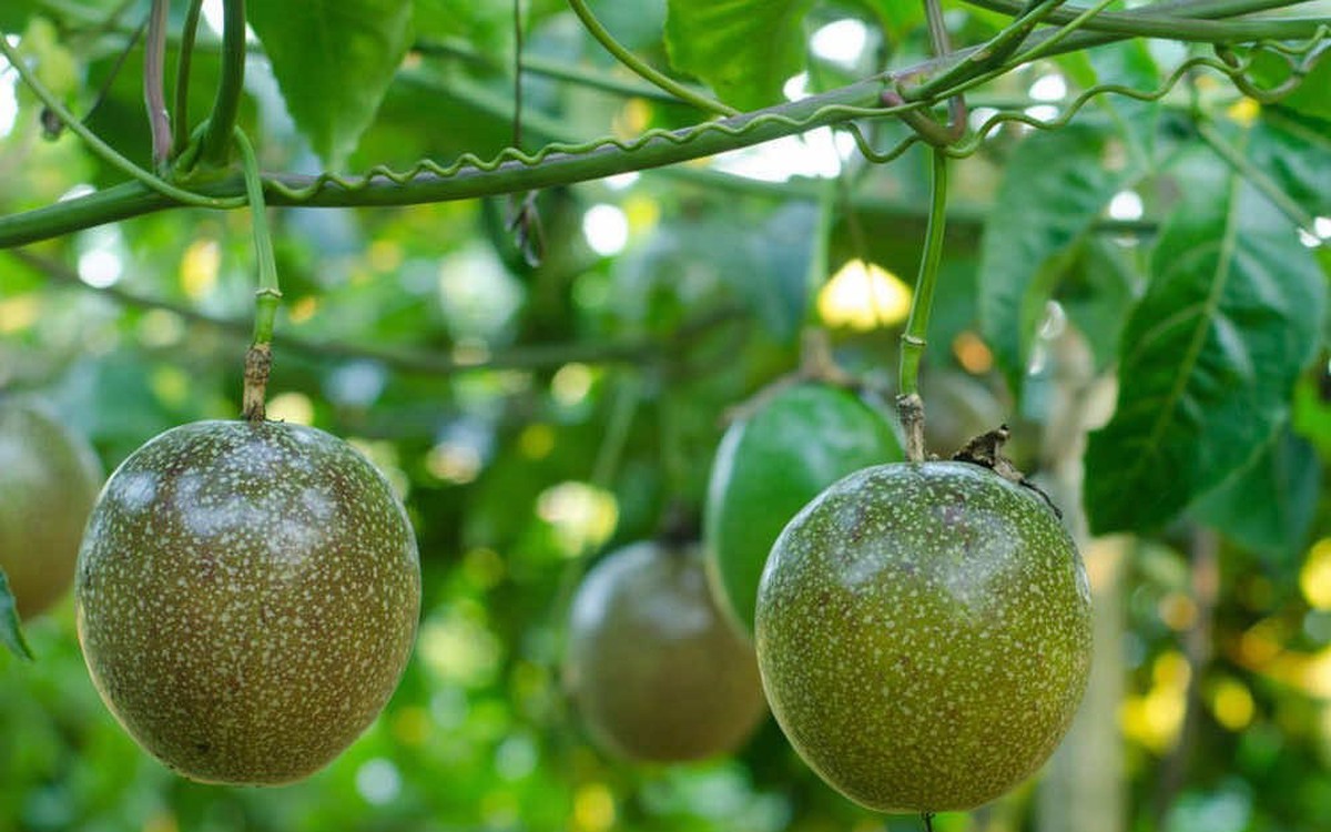 "Làm nông nghiệp" như thế nào thì không chịu th...