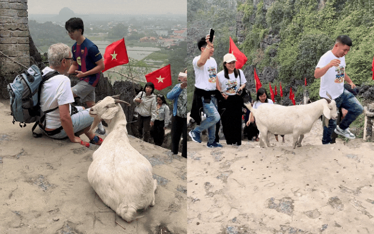 Đi Hang Múa ngắm cảnh bỗng bị "đại sứ du lịch" chặn đường: Sự thật phía sau khiến du khách cười bò vì quá đáng yêu!