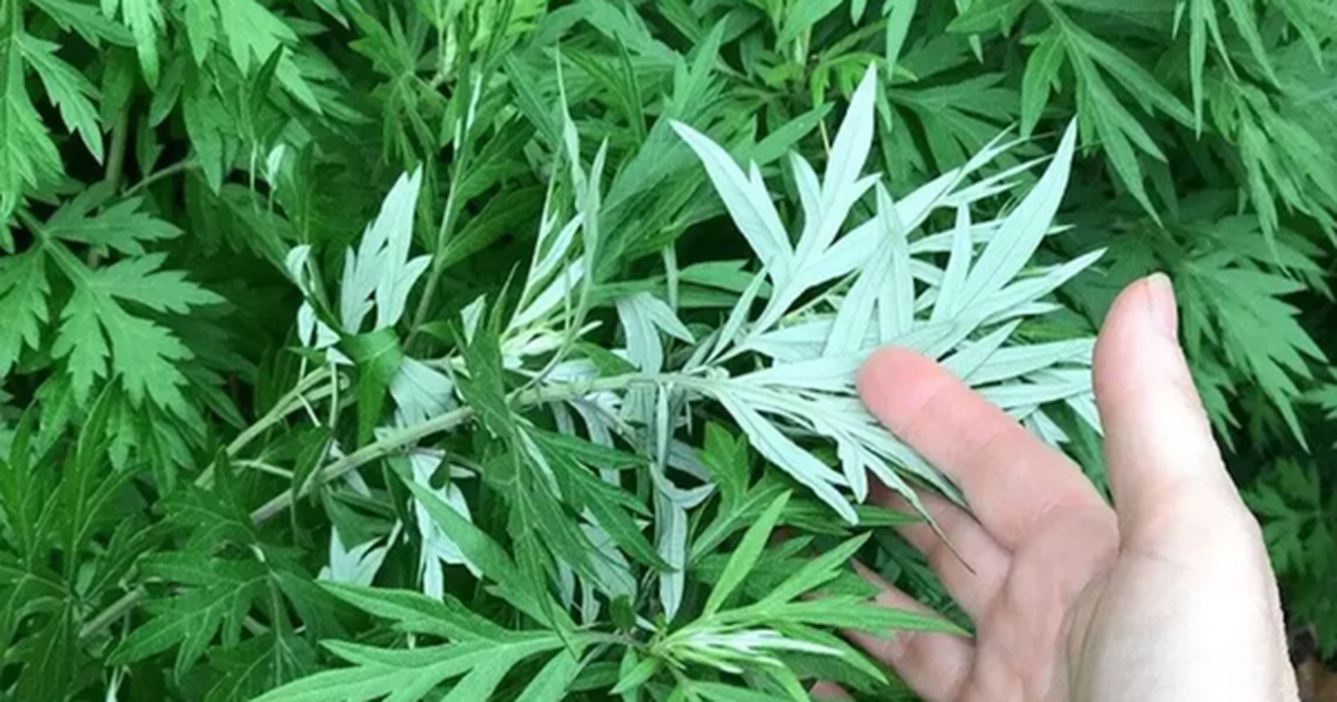 3 loại rau nhất định phải trồng trong vườn nhà: Có một cây cũng tốt đủ đường