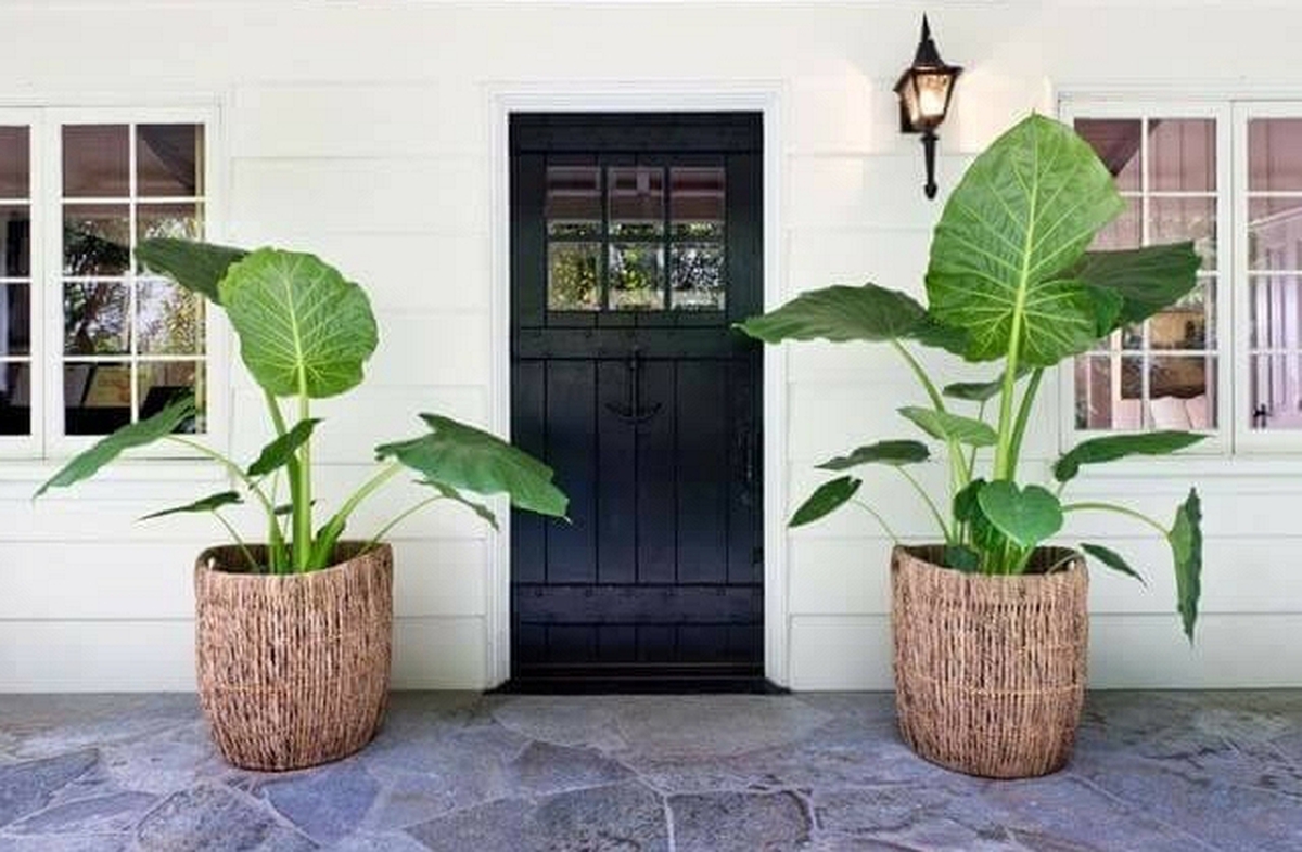 Không phải mê tín, giờ mới biết vì sao nhà giàu thường đặt 2 chậu cây ở cửa ra vào