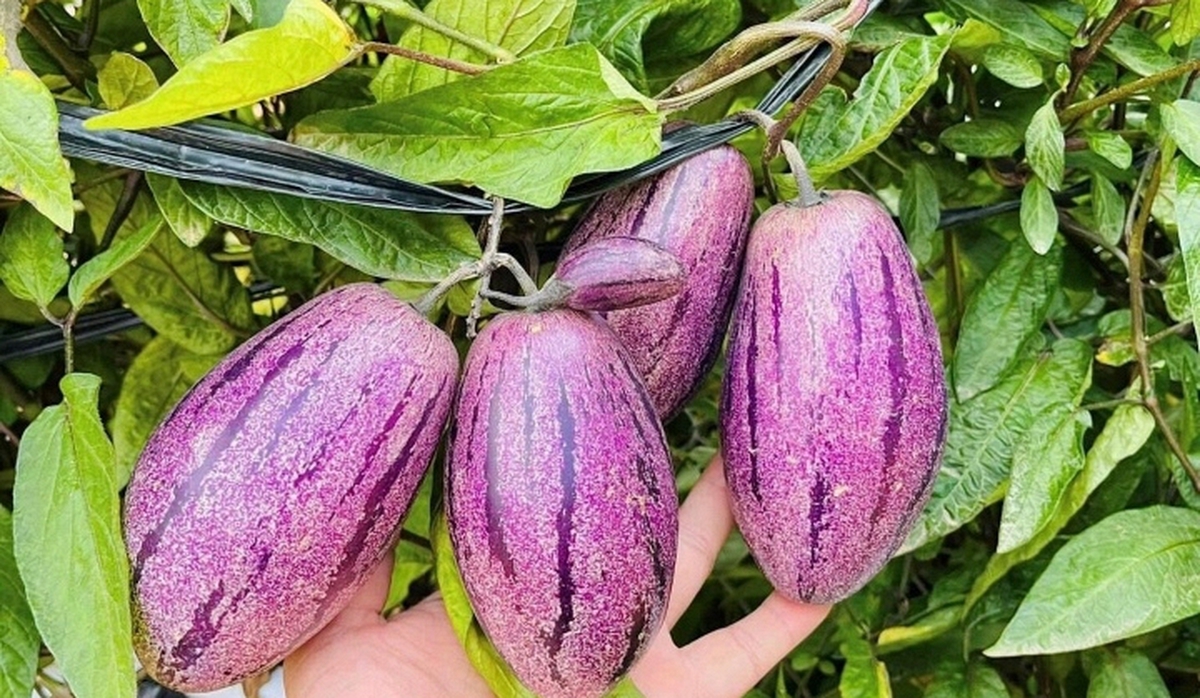 Loại quả lạ gây "sốt mạng" vì không chỉ giải nhiệt mùa hè còn tốt cho tim mạch, cực giàu vitamin, dưỡng da, giảm cân