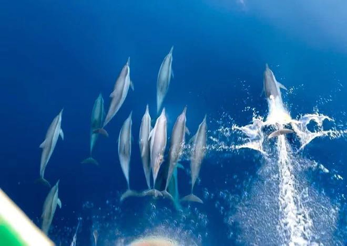 Cảnh tượng vừa xảy ra trên biển Khánh Hòa khiến nhiều người thốt lên: Thật hiếm có!