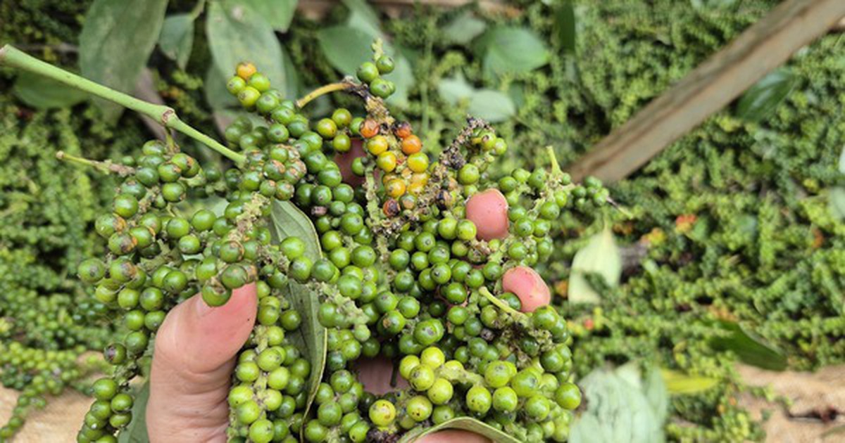 Một doanh nghiệp xuất khẩu hồ tiêu bị lừa đảo mất gần 16 tỉ đồng tại Pakistan