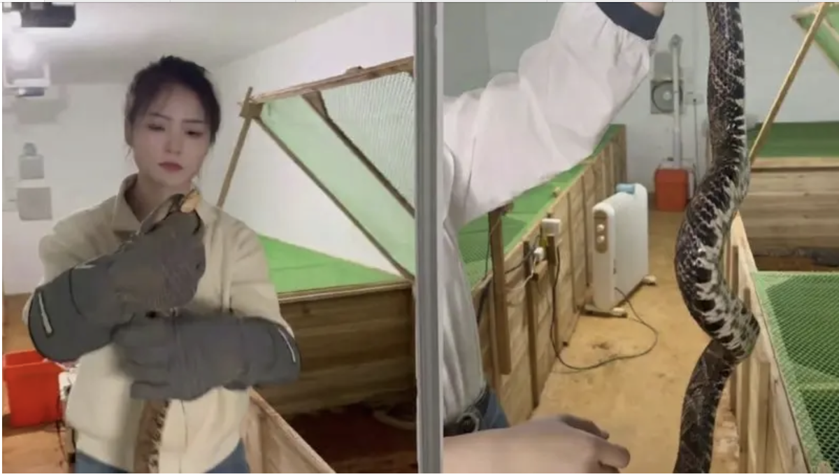 Bỏ phố về quê, cô gái 9x nuôi 60.000 con rắn: Doanh thu khiến nhiều người bất ngờ