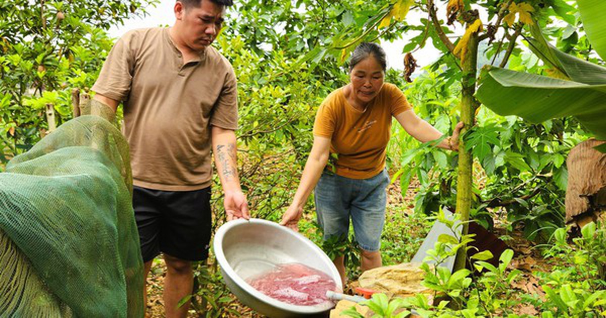 Tìm ra nguyên nhân vụ nước giếng khoan đổi màu tím bất thường