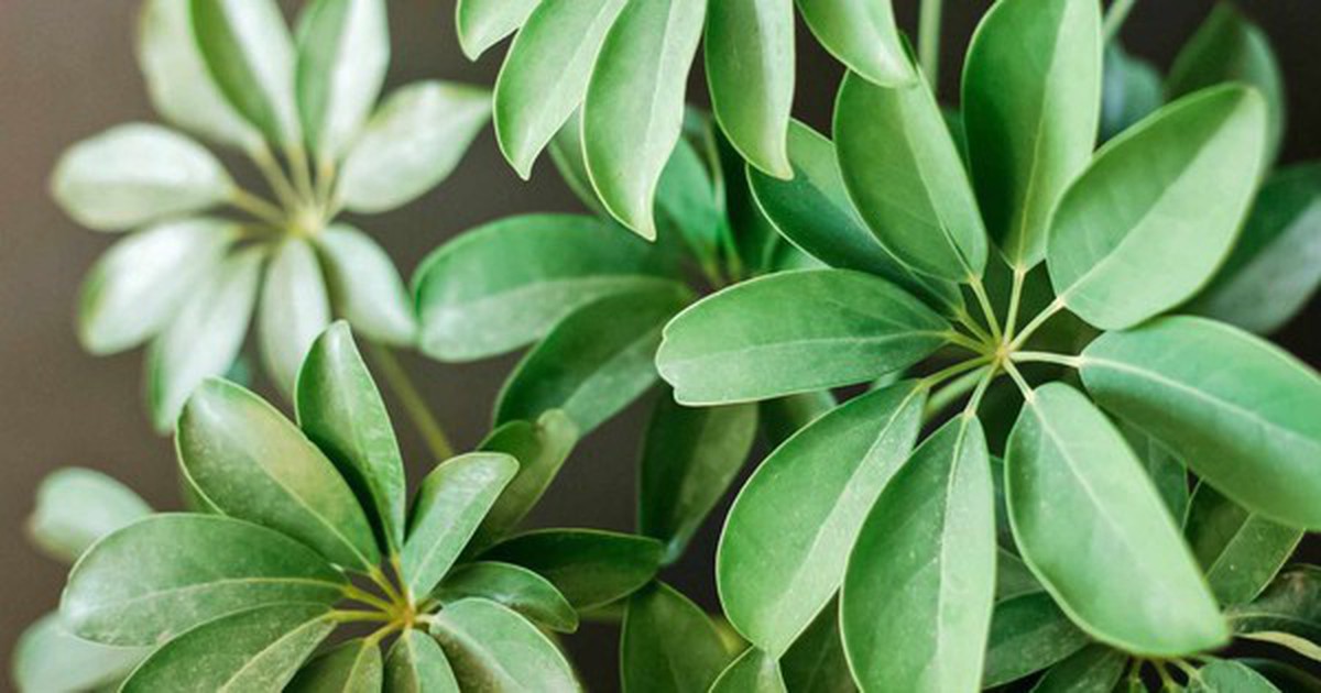 4 loại cây vừa “trấn trạch”, vừa làm thuốc, nên trồng trong nhà