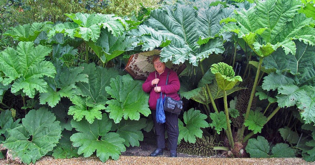 Điều gì ở vùng đất giữa nước Nga khiến cây cối bỗng hóa "khổng lồ"? Khoa học đang lần ra đáp án