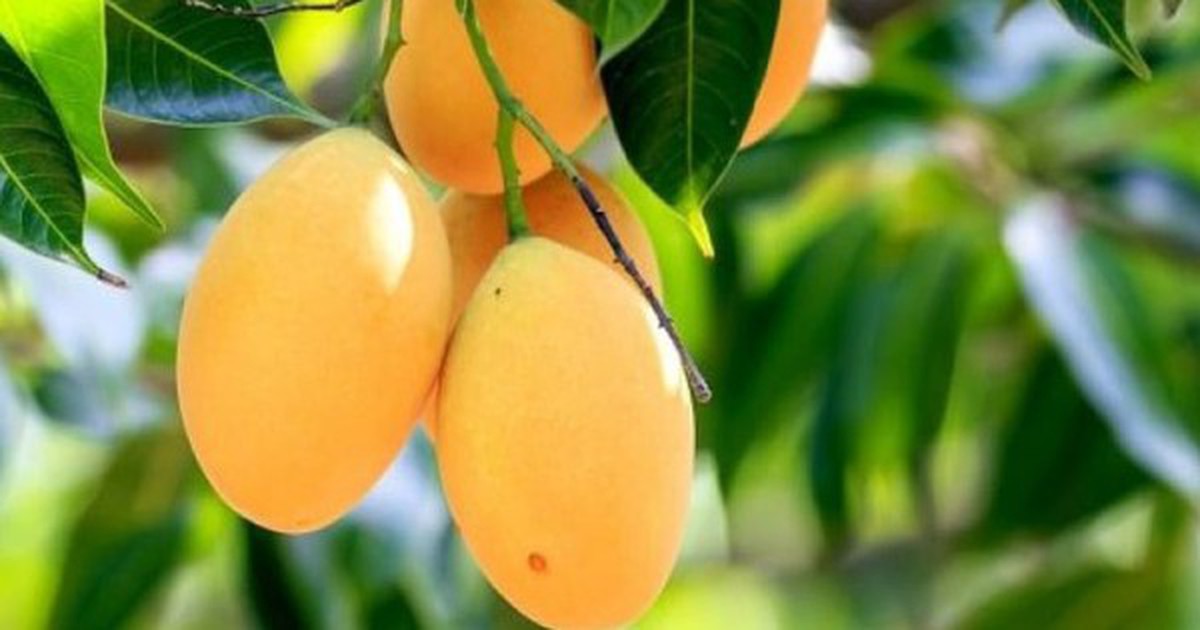 3 loại cây ăn quả không nên trồng trước nhà: "Cản" phong thủy, âm thầm gây hại sức khỏe