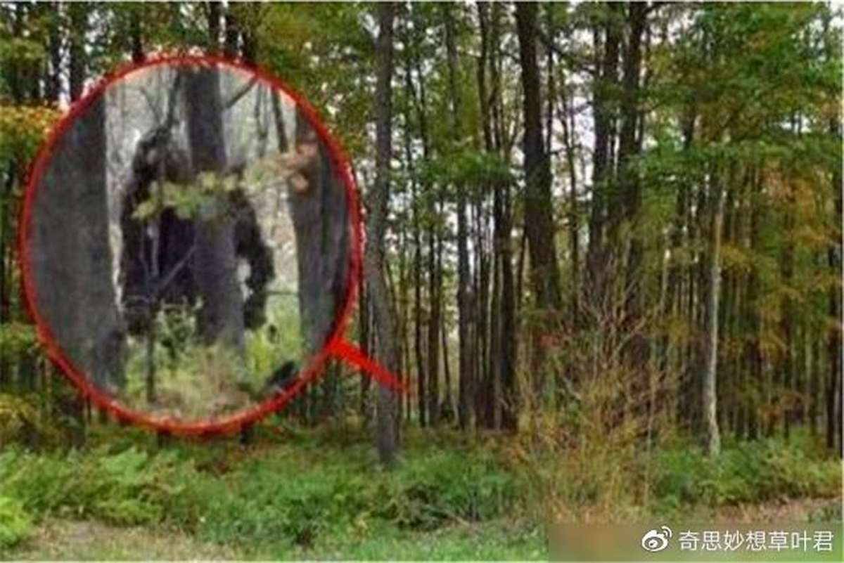 Loài thú lạ “đầu lừa, mình sói”, dài tới 2m bất ngờ tái xuất sau 500.000 năm: Sự thật quá bất ngờ!