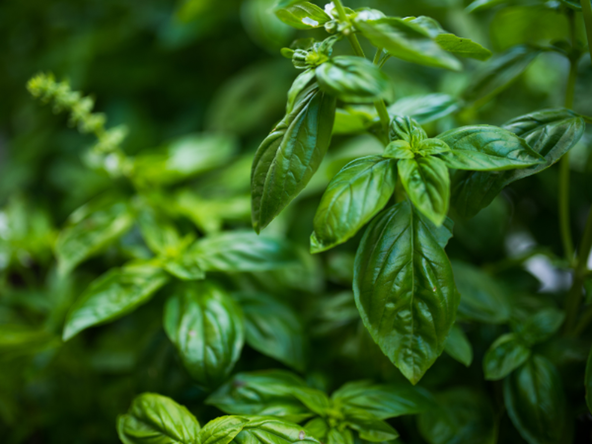 3 loại rau nên trồng trong nhà ngay: Đuổi muỗi cực đỉnh, lợi đủ đường