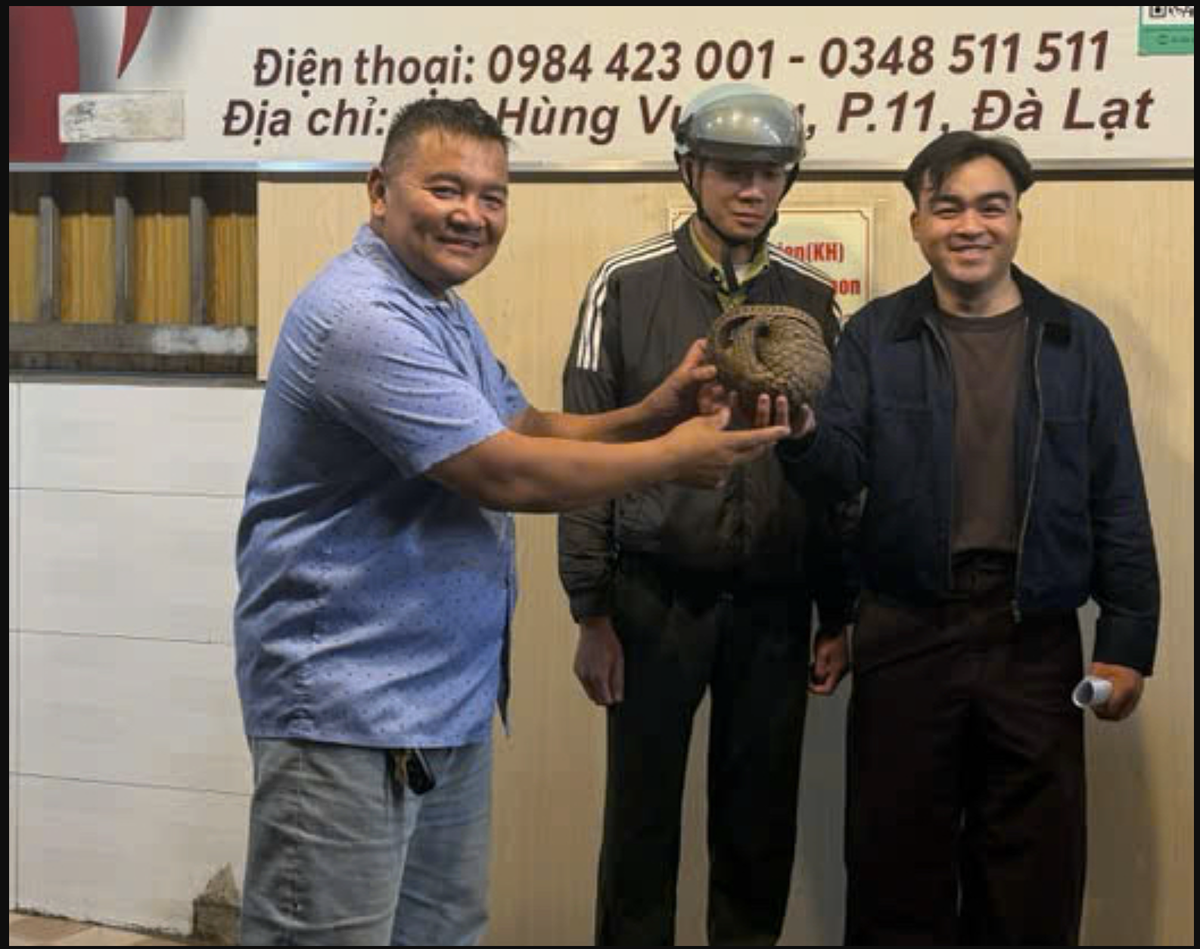 Thấy tê tê quý hiếm bò vào quán nhậu ở Đà Lạt, chủ quán gọi báo kiểm lâm