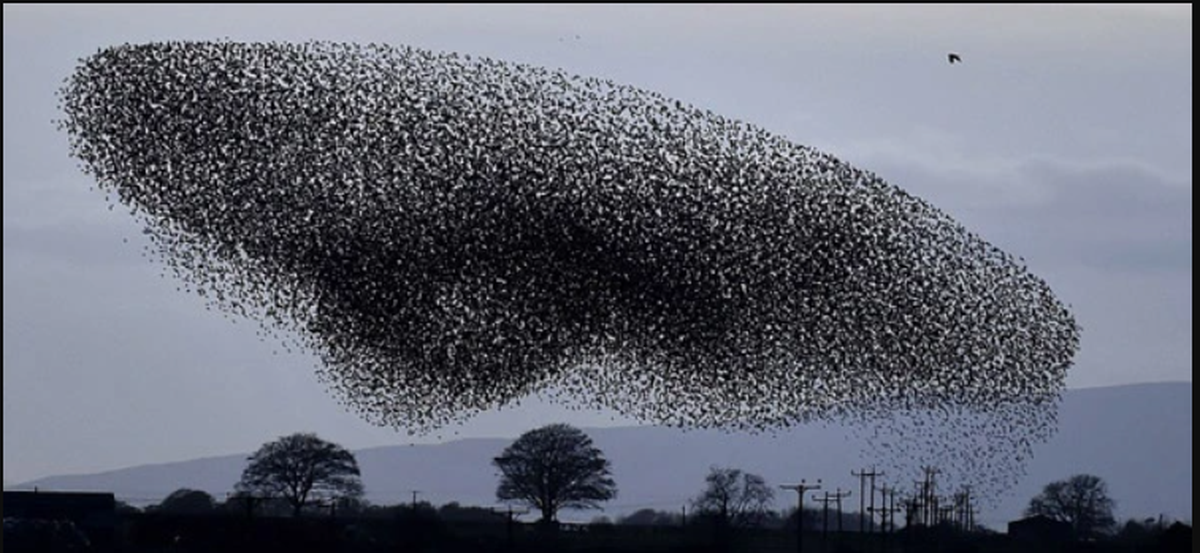 Hàng triệu con chim có hành vi lạ trên bầu trời, nhà khoa học kêu gọi người dân làm ngay hành động này