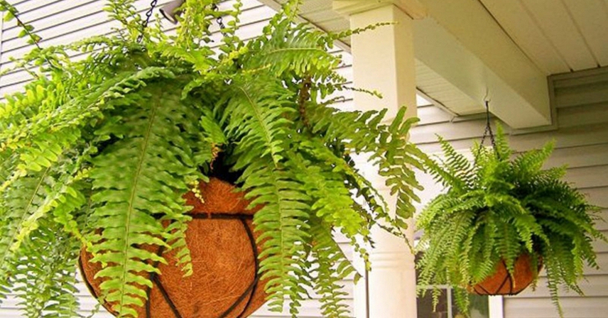 Lời khuyên đến những gia đình đang trồng cây dương xỉ