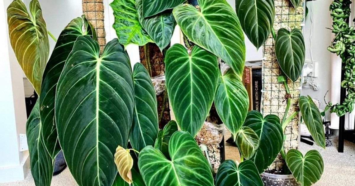 Gia đình khá giả chuộng trồng nhất 4 loài cây này: Cành khỏe, lá đẹp, dáng sang, nhìn là biết chủ nhân "có gu"