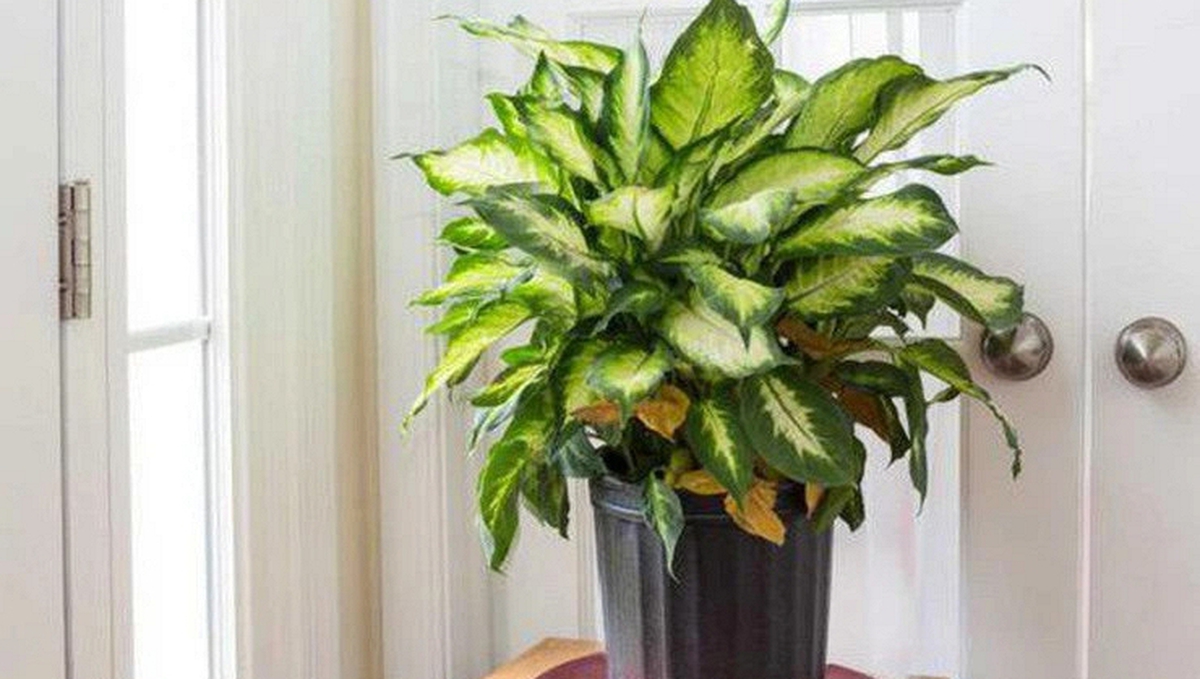 Lời khuyên đến các gia đình đang trồng vạn niên thanh