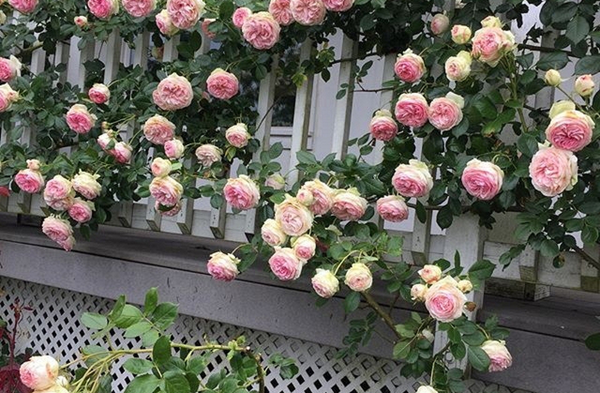 Lời khuyên đến những gia đình đang trồng hoa hồng