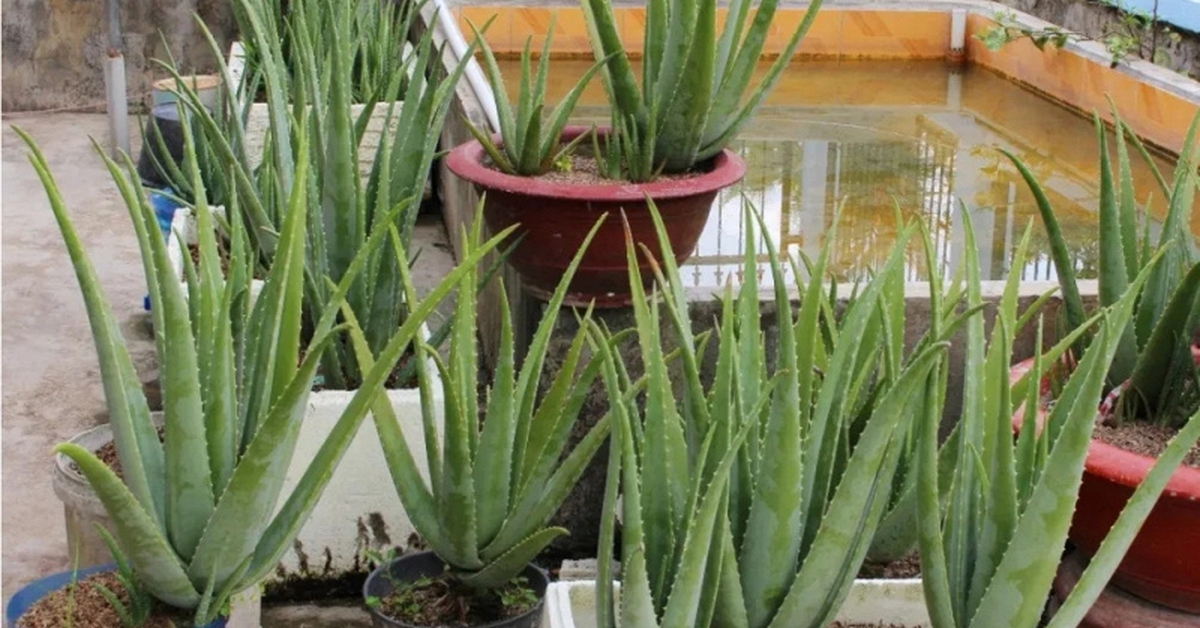 Lời khuyên đến những gia đình đang trồng cây nha đam