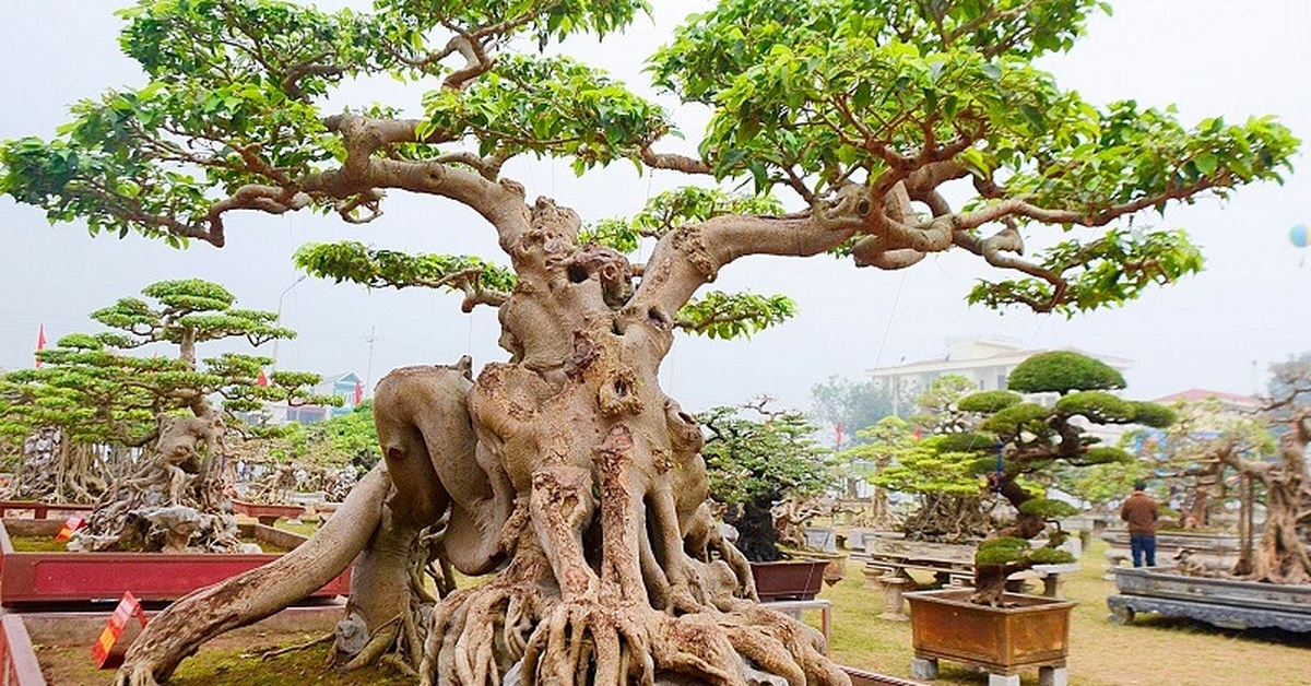 Lời khuyên đến những gia đình đang trồng cây sanh