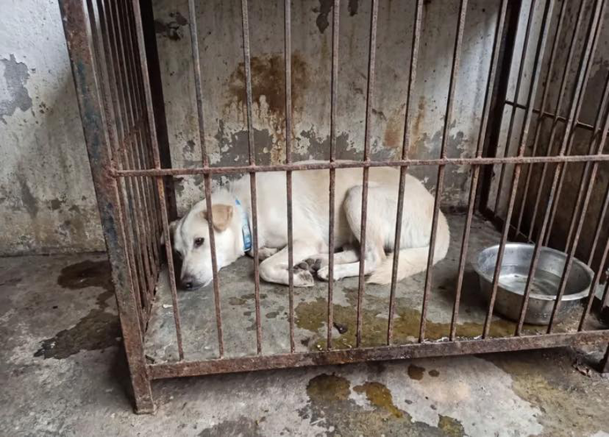 Dân mạng cảnh báo kẻ xấu dùng AI ghép ảnh chó mèo lạc để đòi tiền chuộc