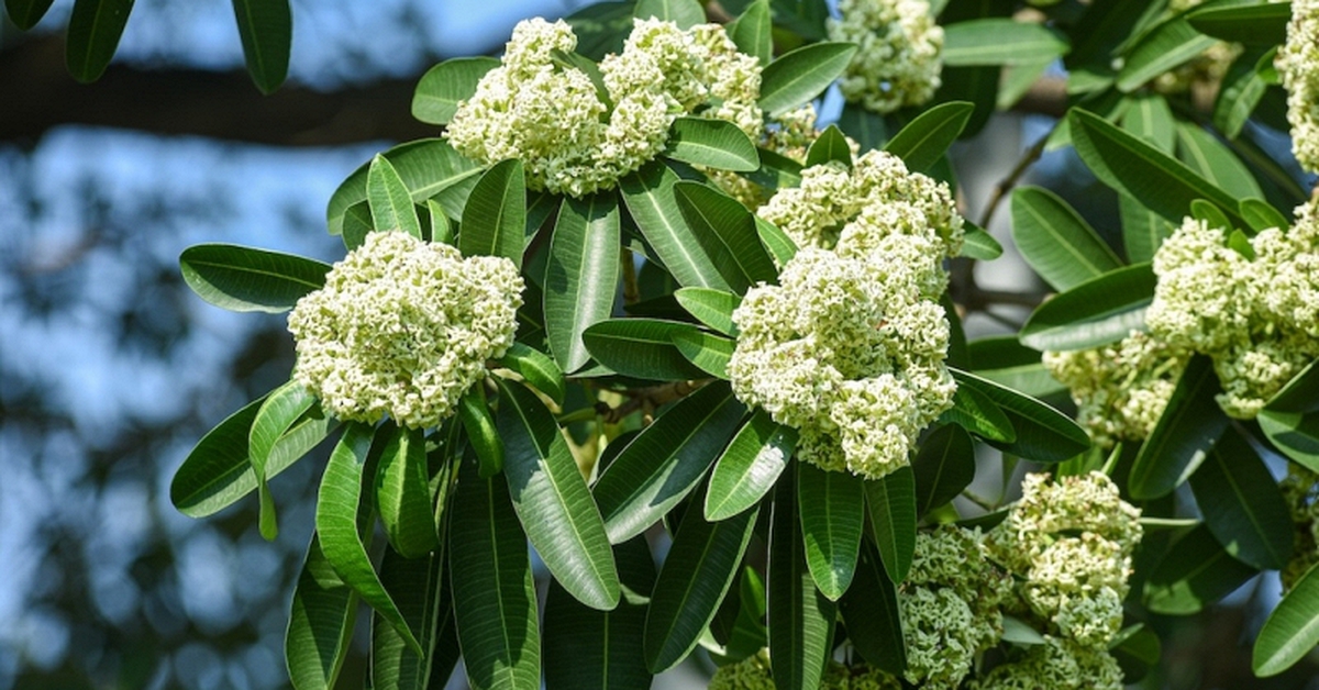 Lời khuyên đến những gia đình đang trồng cây hoa sữa