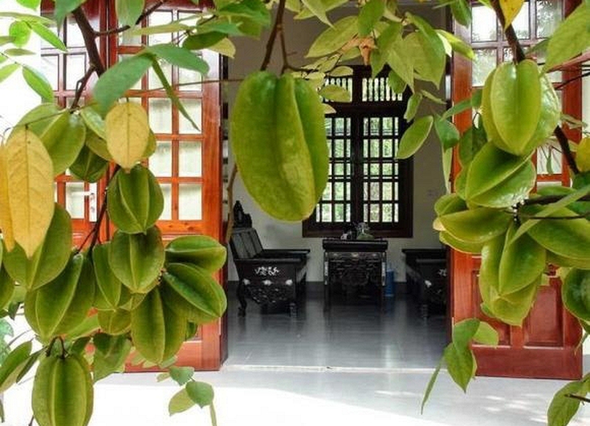 Lời khuyên đến những gia đình đang trồng cây khế