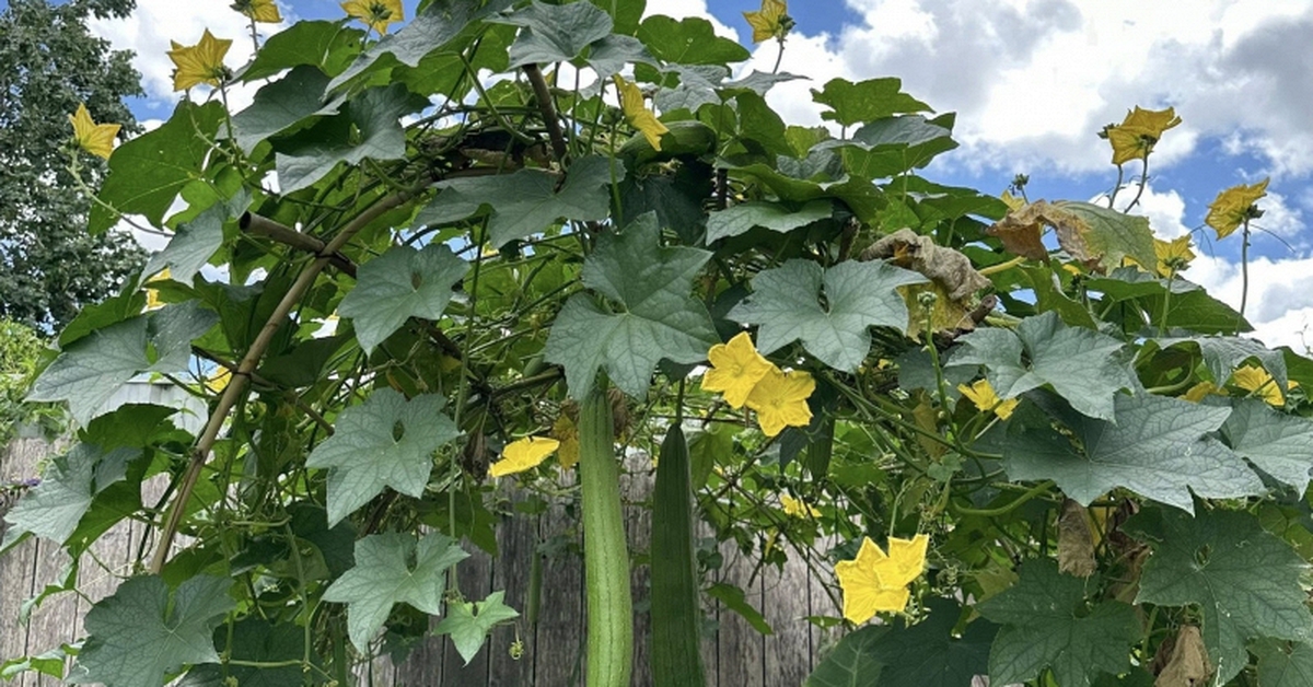 Lời khuyên đến những gia đình đang trồng cây mướp