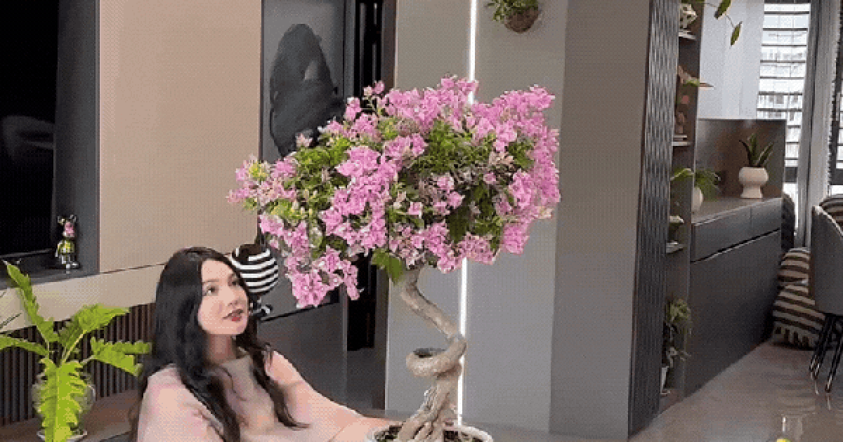 Bí quyết tự tay tạo dáng cây hoa giấy "thác đổ" cực sang trọng