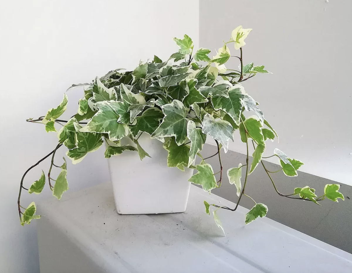 8 loại cây nên trồng ngay trong nhà: Không chỉ dễ chăm mà còn giúp hút tài lộc, vượng khí cho gia chủ