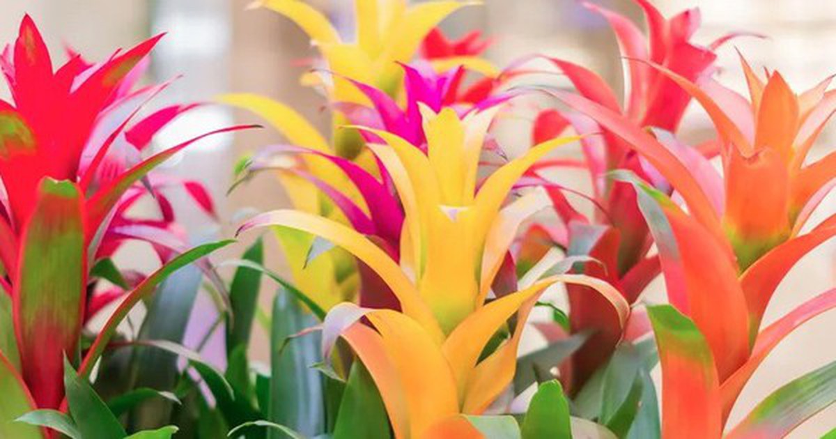 5 loại cây gần như “không thể chết”