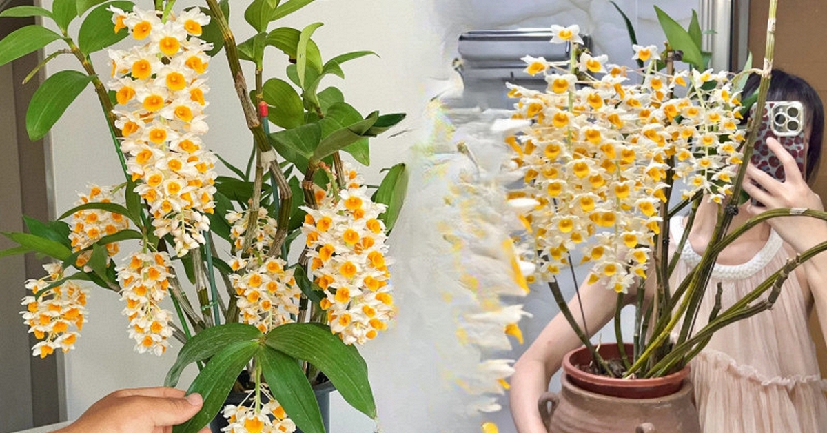 Loài lan đẹp như chùm đèn lồng treo hiên nhà: Chỉ cần nắm 5 nguyên tắc, hoa nở bền cả mùa, càng chơi càng mê