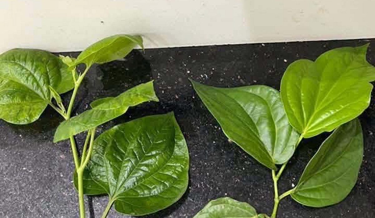 Loại lá gây "lú diện rộng", 10 người thì 9 người chọn sai, cả cõi mạng thi nhau phân biệt