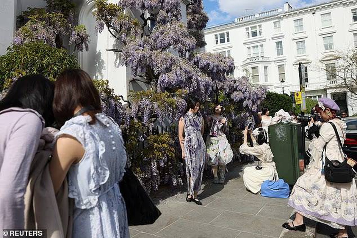 Loài hoa chỉ nở từ 2 - 3 tuần khiến người dân và du khách mang cả studio đến chụp ảnh check in, chủ loạt biệt thự ngao ngán