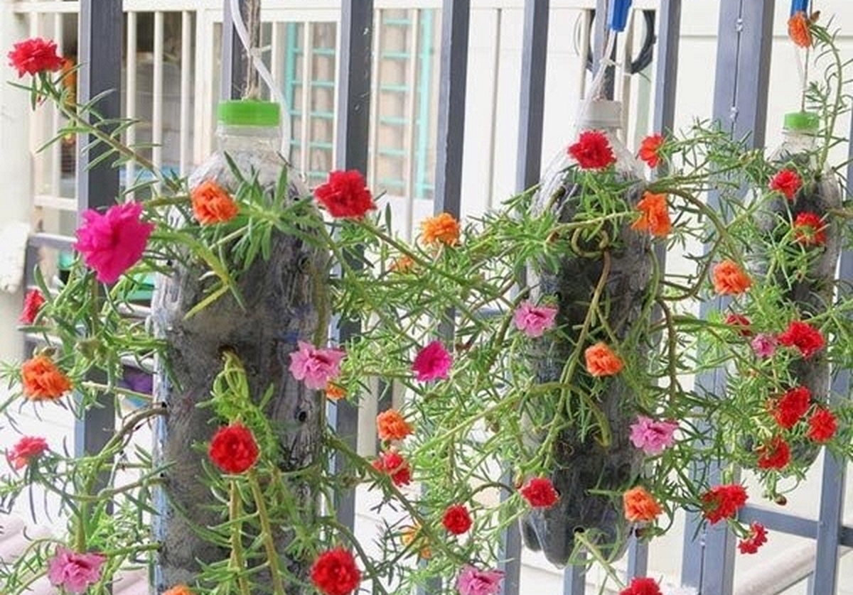 Lời khuyên đến những người đang trồng hoa mười giờ