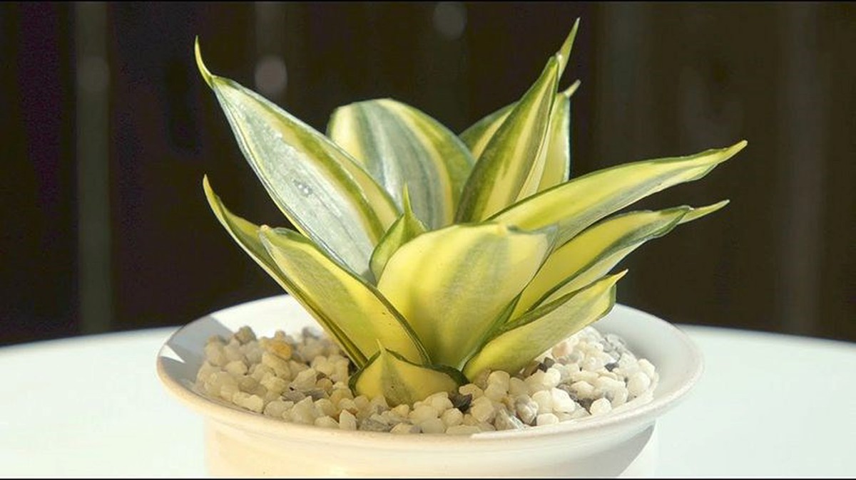 5 kiểu người hợp trồng cây lưỡi hổ nhất