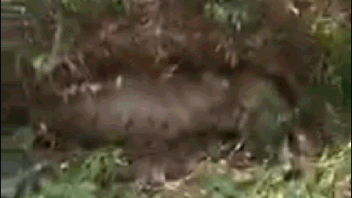 "Quái thú" nặng 45kg, dài 5,5m xơi tái vật nuôi trong đồn điền, cảnh tượng khiến lão nông rụng rời