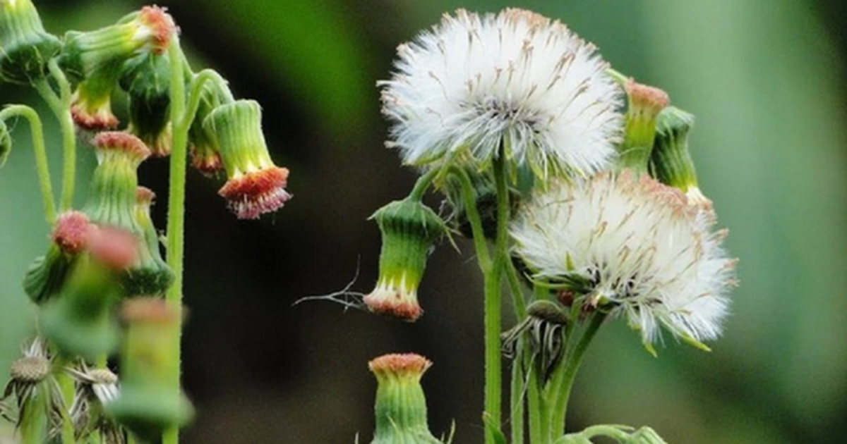 Ăn 1 mớ rau này như "nhân sâm của người nghèo", nghe tên thấy lạ nhưng ở quê mọc um tùm như cỏ