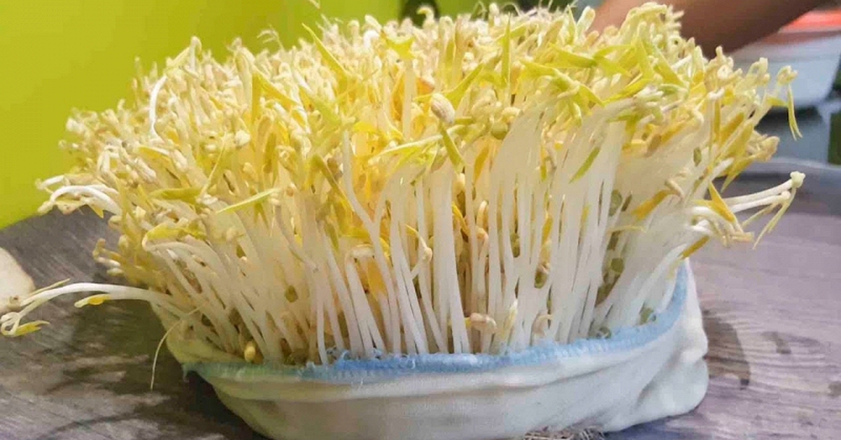 Lời khuyên đến những gia đình tự trồng giá đỗ