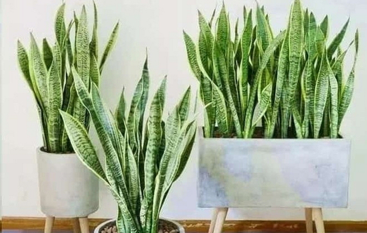 5 sai lầm khi trồng lưỡi hổ khiến cây mãi không “lên”