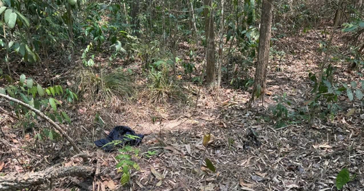 Người đàn ông khoảng 72kg chưa rõ danh tính tử vong trong rừng phòng hộ Dầu Tiếng