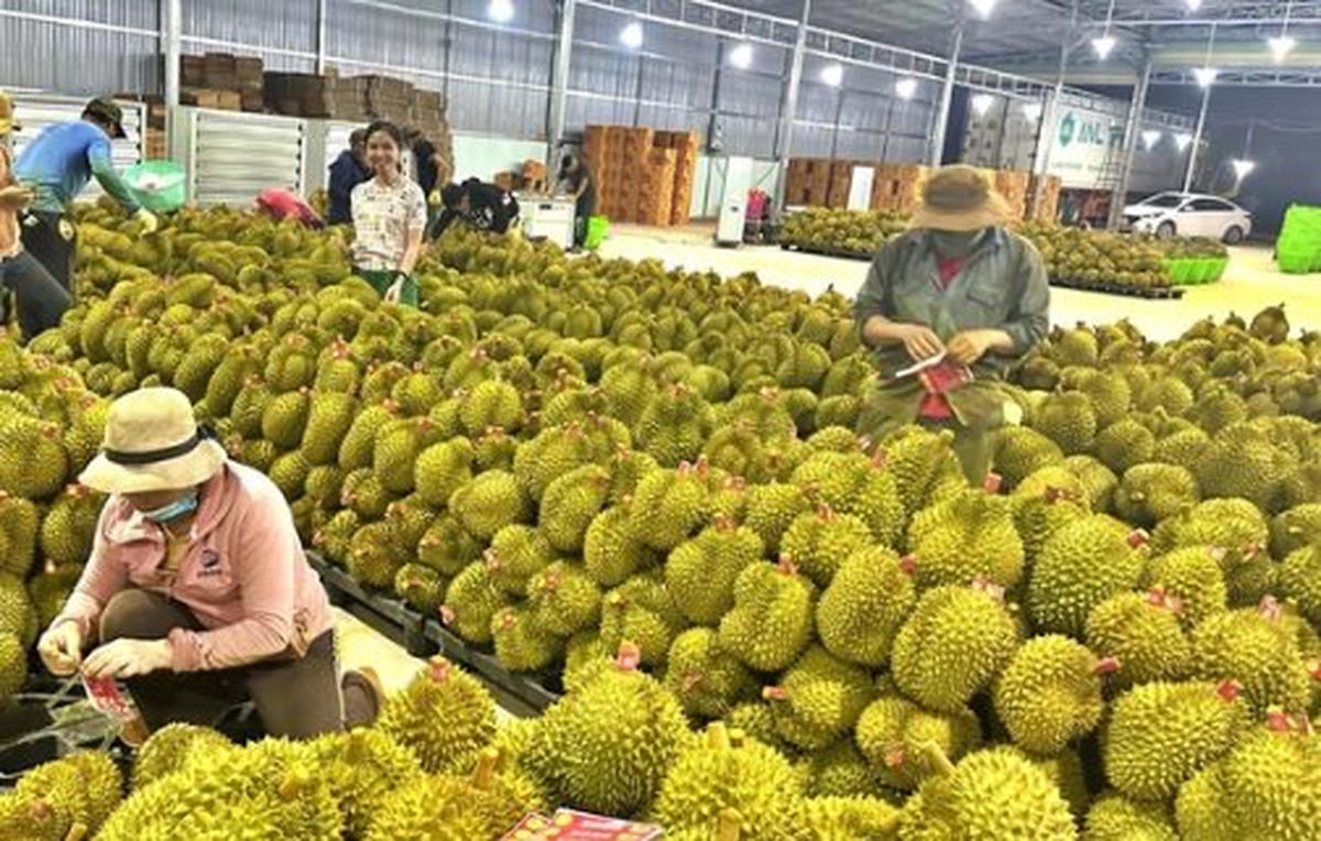 Một đối thủ sầu riêng Việt Nam bất ngờ gặp khó: Giá giảm chỉ còn 1/3, lãnh đạo thừa nhận 'chúng tôi không ngờ lại ảnh hưởng mạnh đến vậy