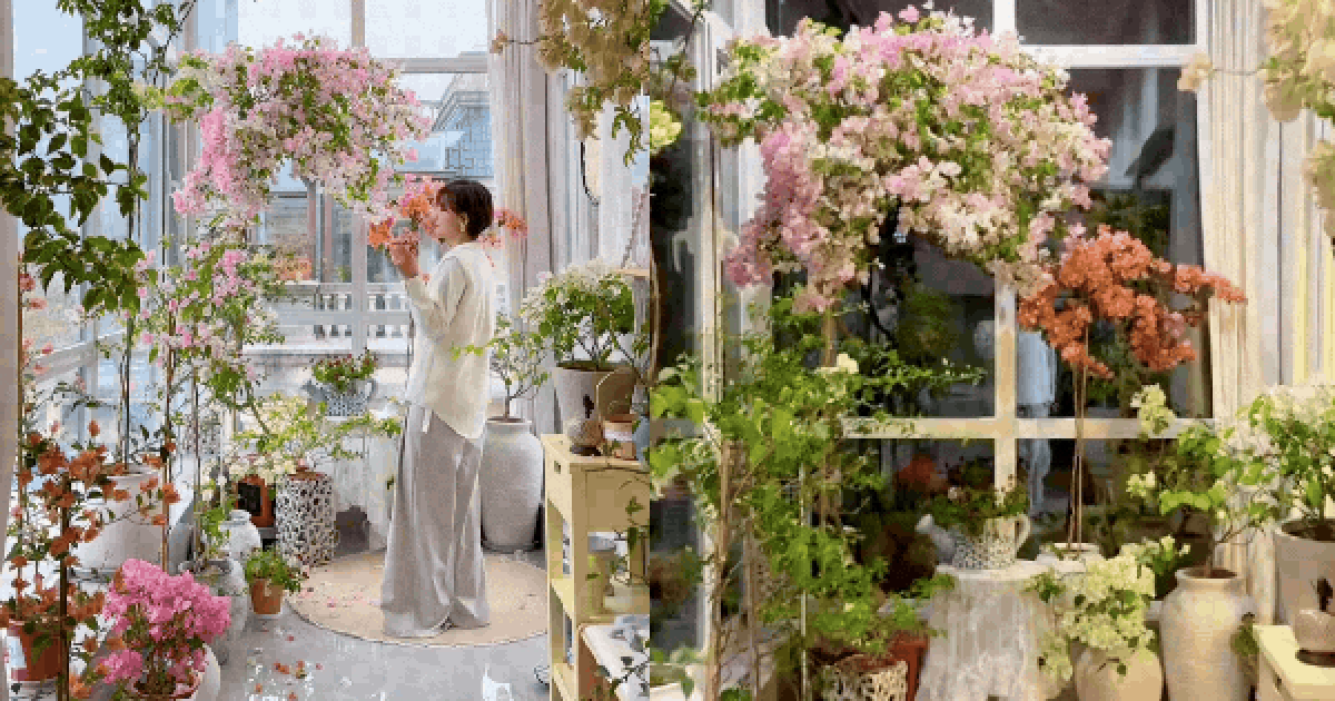 Cắt tỉa càng "bạo tay", hoa nở càng rực rỡ: Bí quyết hô biến ban công thành vườn hoa giấy đẹp như mộng từ chuyên gia