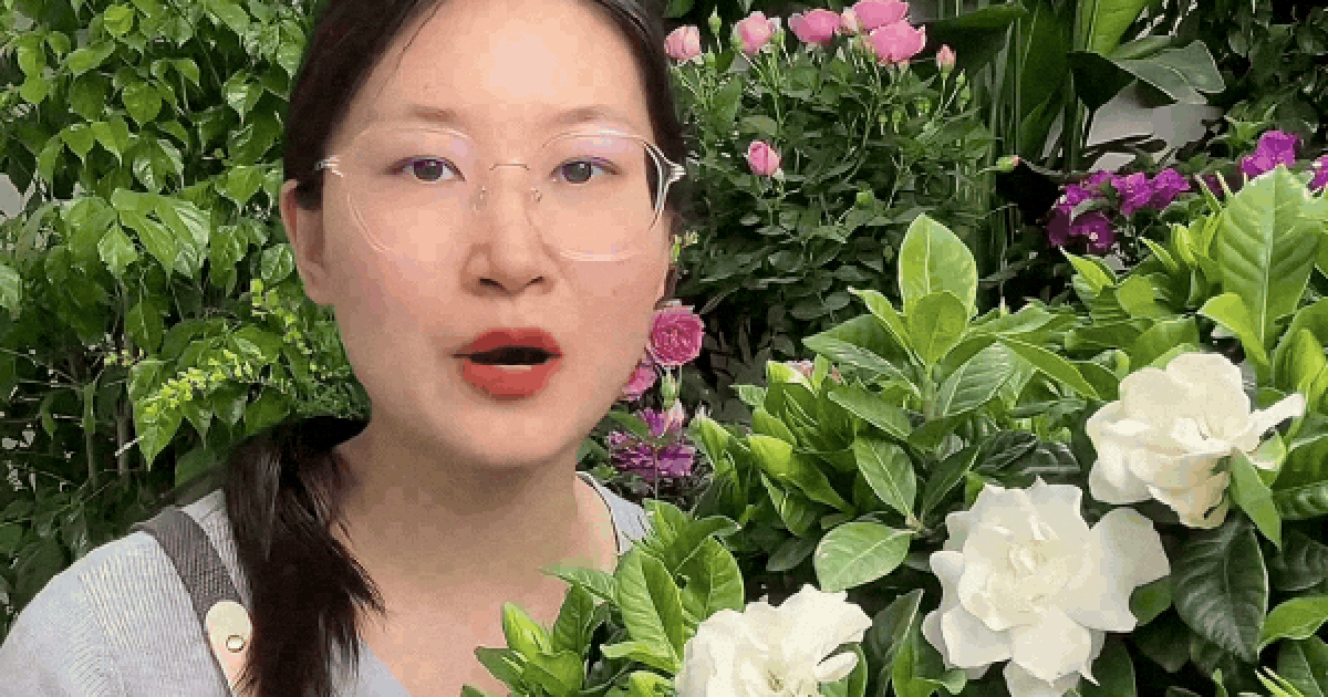 Mua bạch thiên hương về trồng cứ rụng nụ, héo lá: Cẩm nang chăm cây "đỉnh cao" cho người mới, áp dụng là hoa nở thơm ngát cả ban công