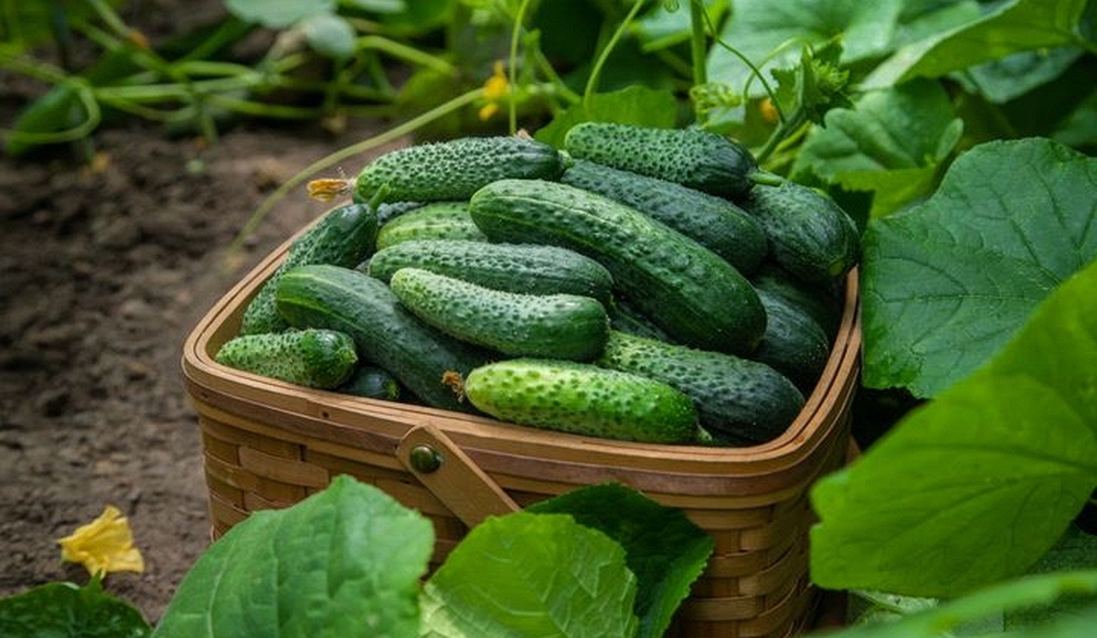 Muốn ăn no mà không lo tăng cân? 3 loại rau ít calo này đang được nhắc đến nhiều